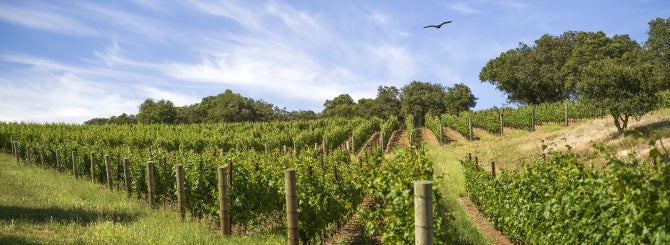 Sitting in the hills above Napa Valley, the vineyards of Kenzo Estate encompass 3800 acres.
