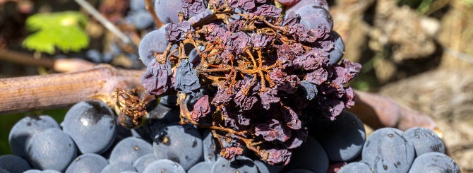 Peronospora affecting a vine in Etna.