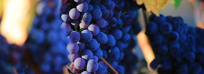 Europe's grape harvest is well under way, but that not the only thing making the headlines.