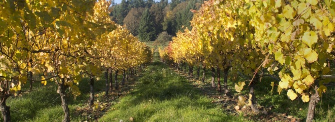 Oregon has taken to Pinot Gris enthusiastically and the grape has a great future there.