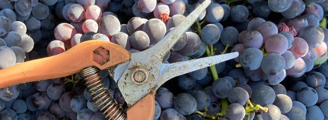 This year's harvest has revealed some unsavory employment practices in Champagne, but the authorities are fighting back.