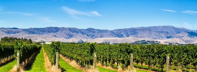 New Zealand's iconic vineyards are often synonomous with lush green vineyards under azure skies.