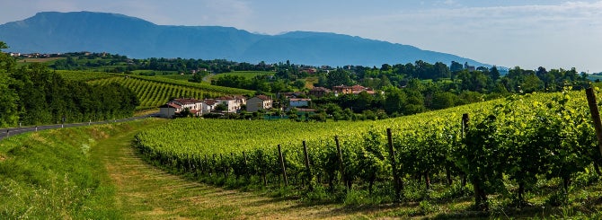 The introduction of a rosé version of Prosecco has divided producers in the appellation.